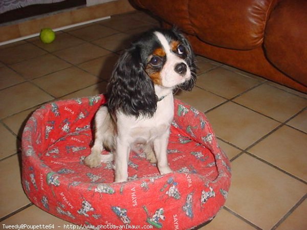 Photo de Cavalier king charles spaniel