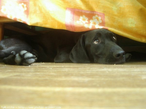 Photo de Labrador retriever