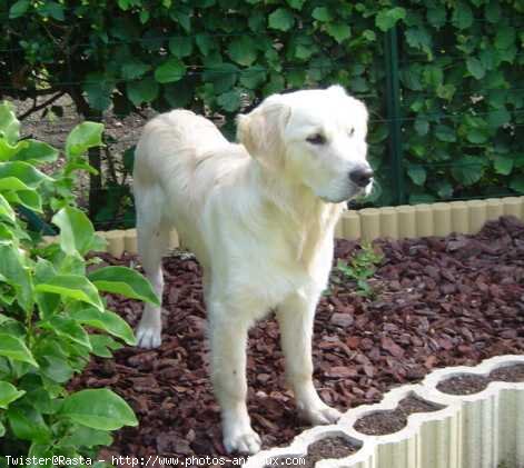 Photo de Golden retriever