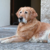 Photo de Golden retriever