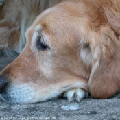 Photo de Golden retriever