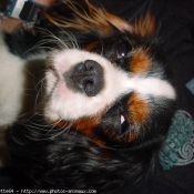 Photo de Cavalier king charles spaniel