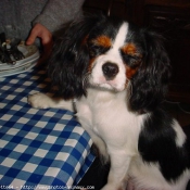 Photo de Cavalier king charles spaniel