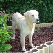 Photo de Golden retriever