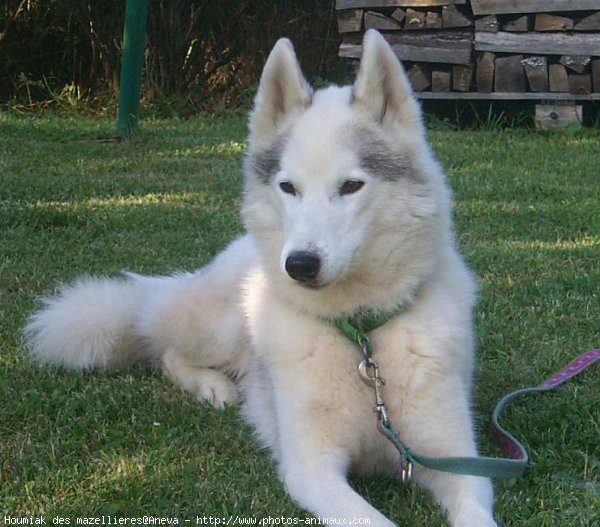 Photo de Husky siberien