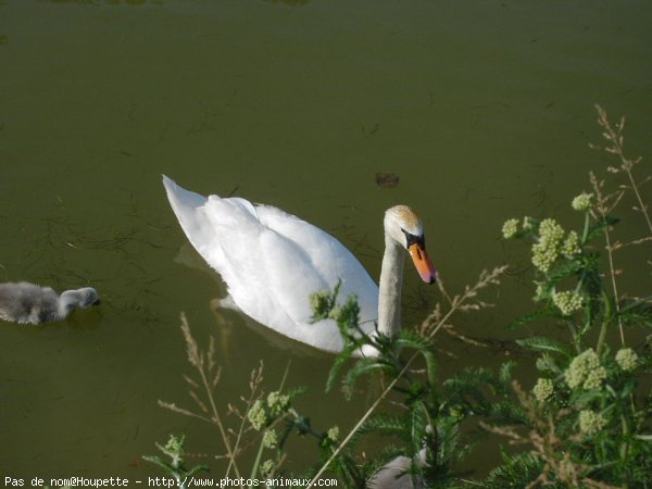 Photo de Cygne