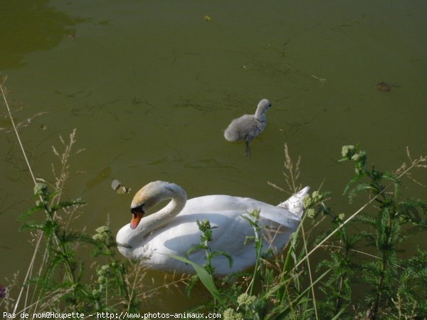 Photo de Cygne