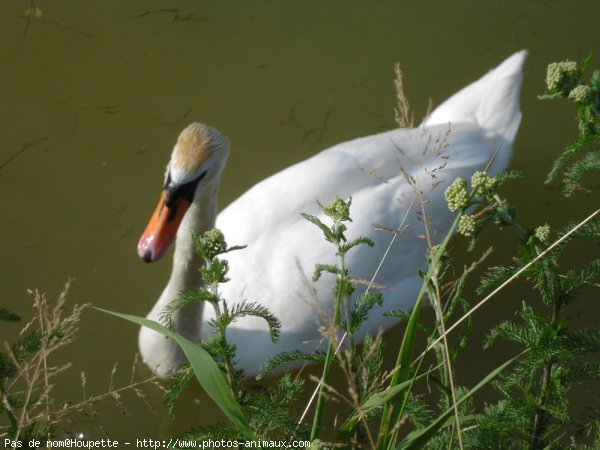 Photo de Cygne