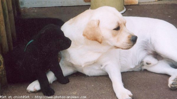 Photo de Labrador retriever