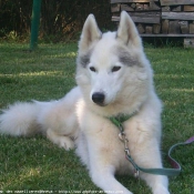 Photo de Husky siberien