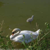 Photo de Cygne