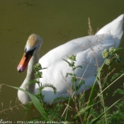 Photo de Cygne