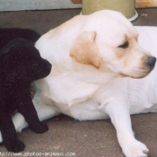 Photo de Labrador retriever