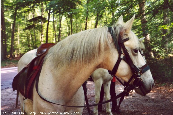 Photo de Camargue