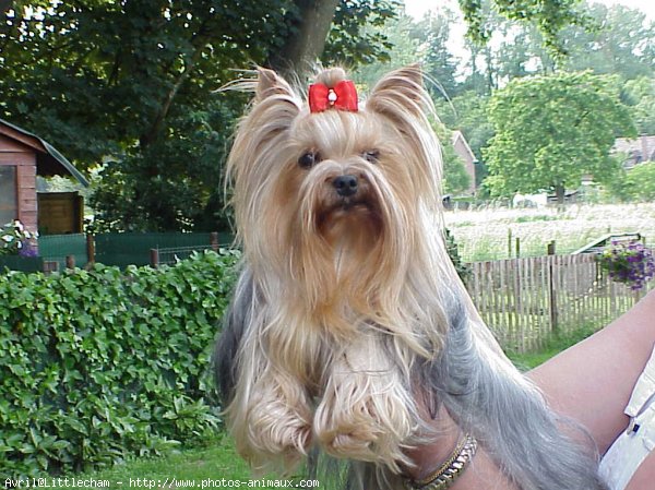 Photo de Yorkshire terrier