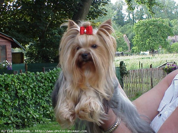 Photo de Yorkshire terrier