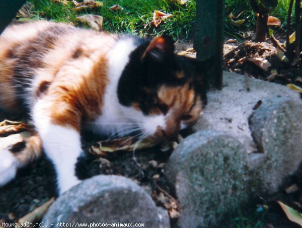 Photo de Chat domestique