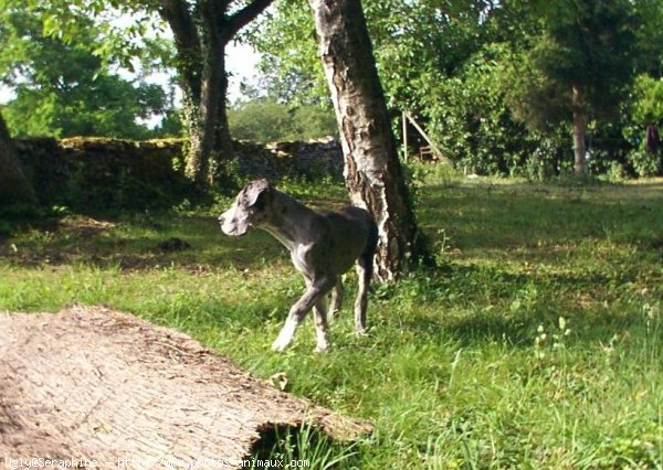 Photo de Dogue allemand