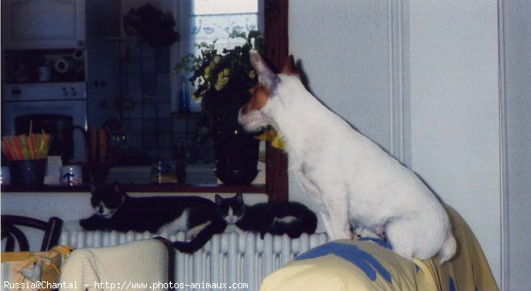 Photo de Jack russell terrier