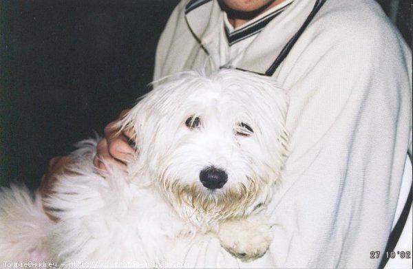 Photo de Coton de tulear