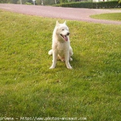 Photo de Husky siberien