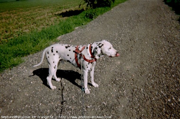 Photo de Dalmatien