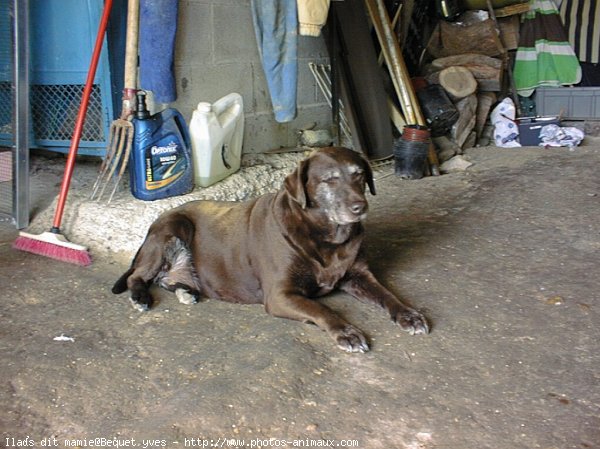 Photo de Labrador retriever