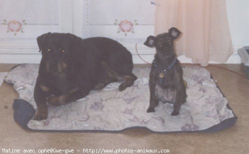 Photo de Rottweiler