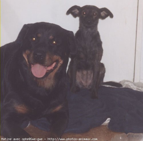 Photo de Rottweiler