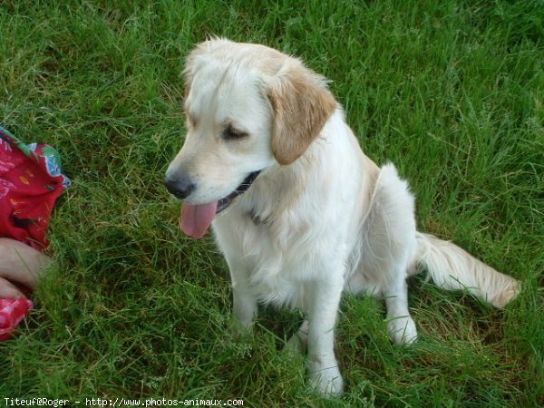 Photo de Golden retriever