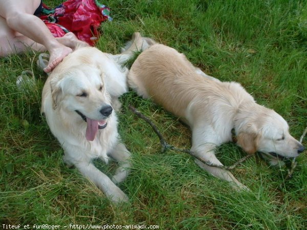 Photo de Golden retriever