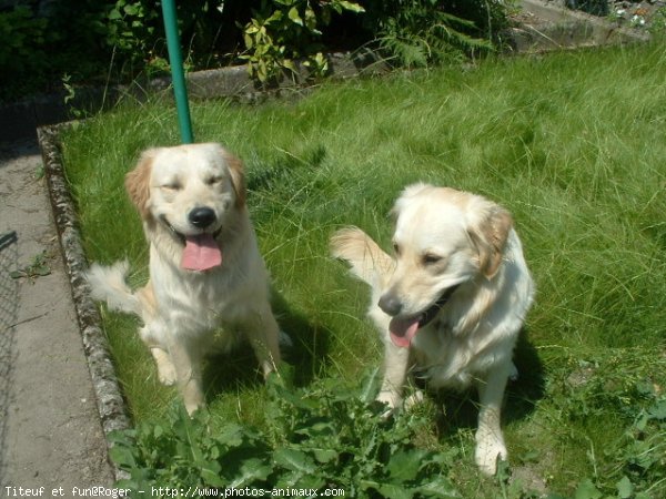 Photo de Golden retriever