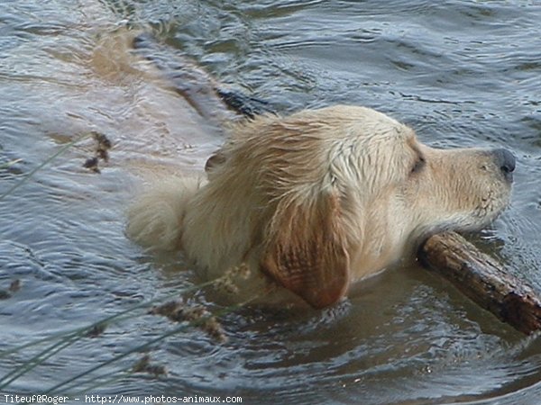 Photo de Golden retriever