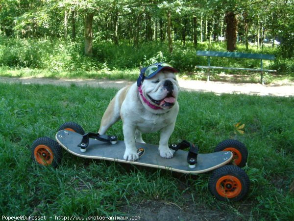 Photo de Bulldog