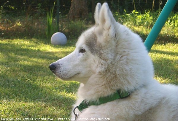 Photo de Husky siberien