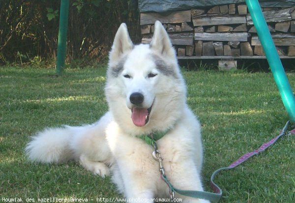 Photo de Husky siberien