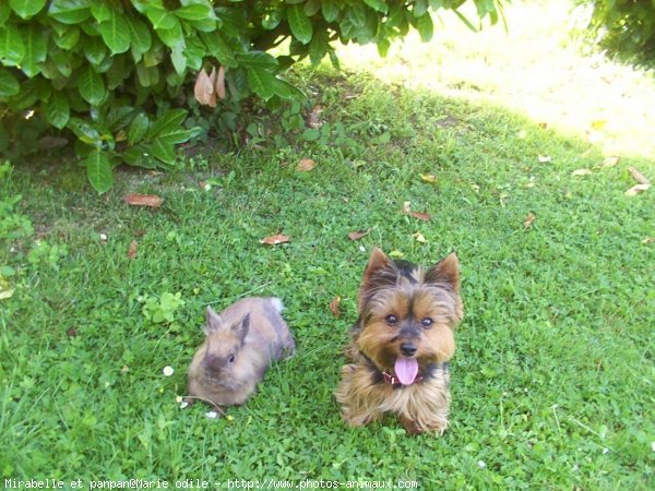 Photo de Yorkshire terrier