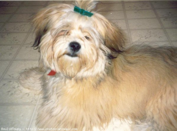 Photo de Lhassa apso