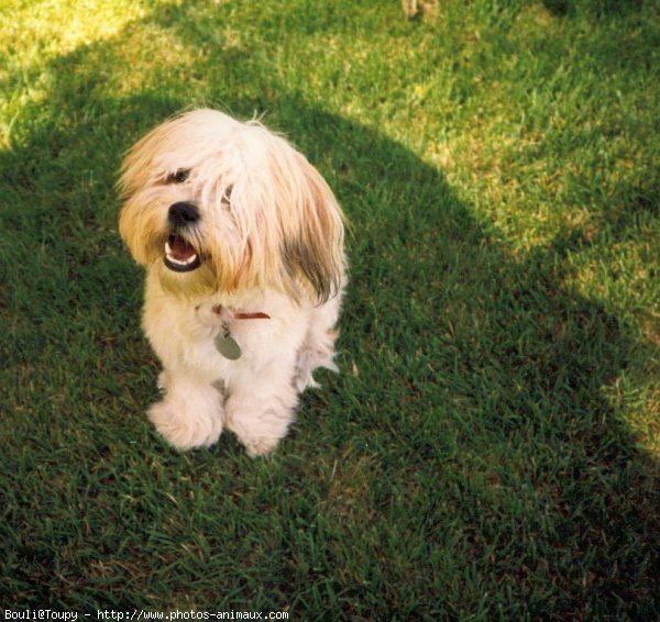 Photo de Lhassa apso