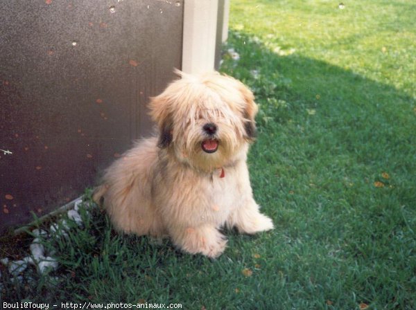 Photo de Lhassa apso