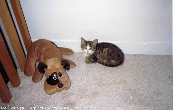 Photo de Chat domestique