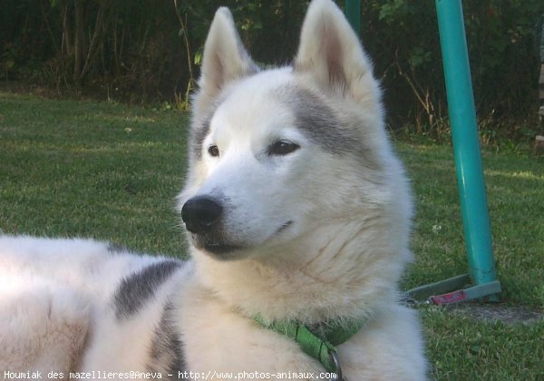 Photo de Husky siberien