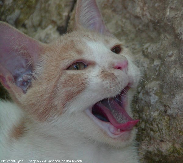 Photo de Chat domestique