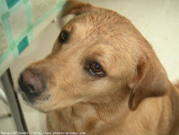 Photo de Labrador retriever