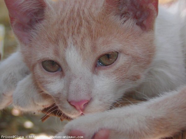 Photo de Chat domestique