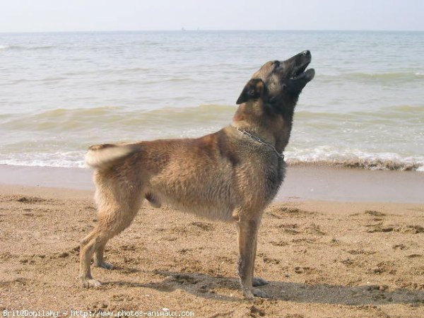 Photo de Berger belge malinois