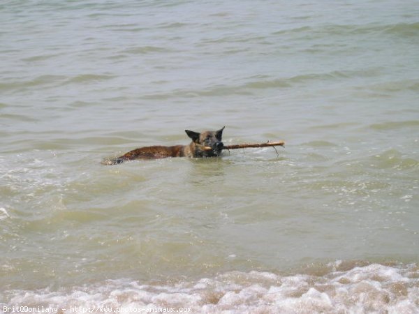 Photo de Berger belge malinois