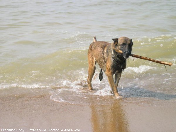 Photo de Berger belge malinois