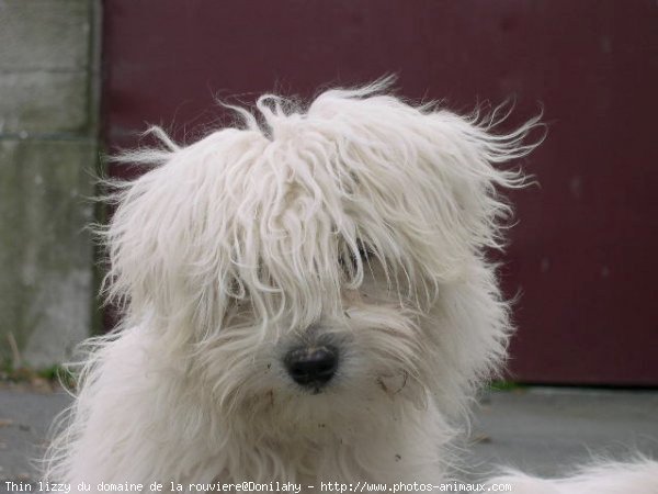 Photo de Coton de tulear