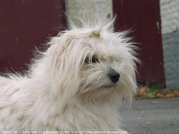 Photo de Coton de tulear